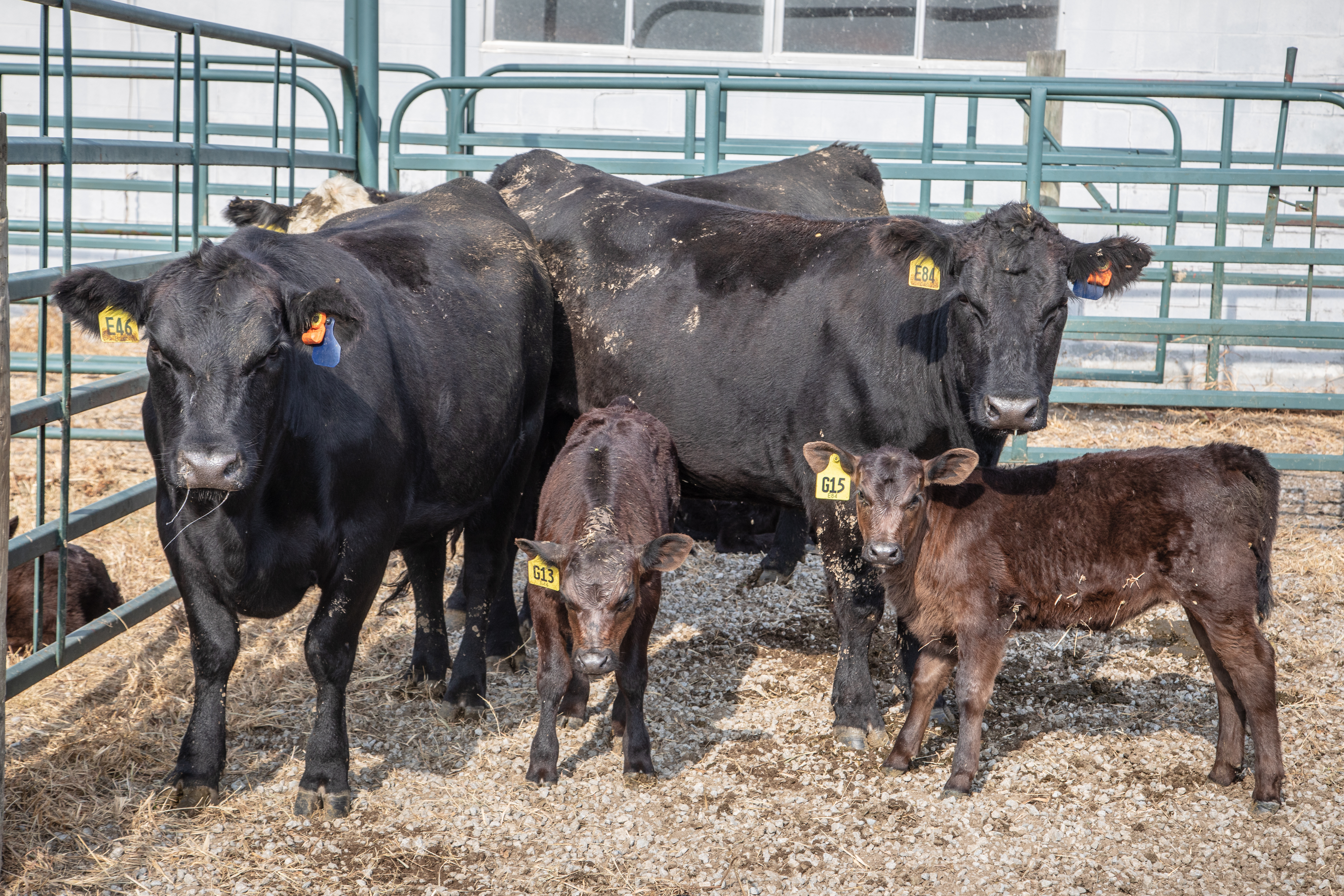 cows and calves in pen.