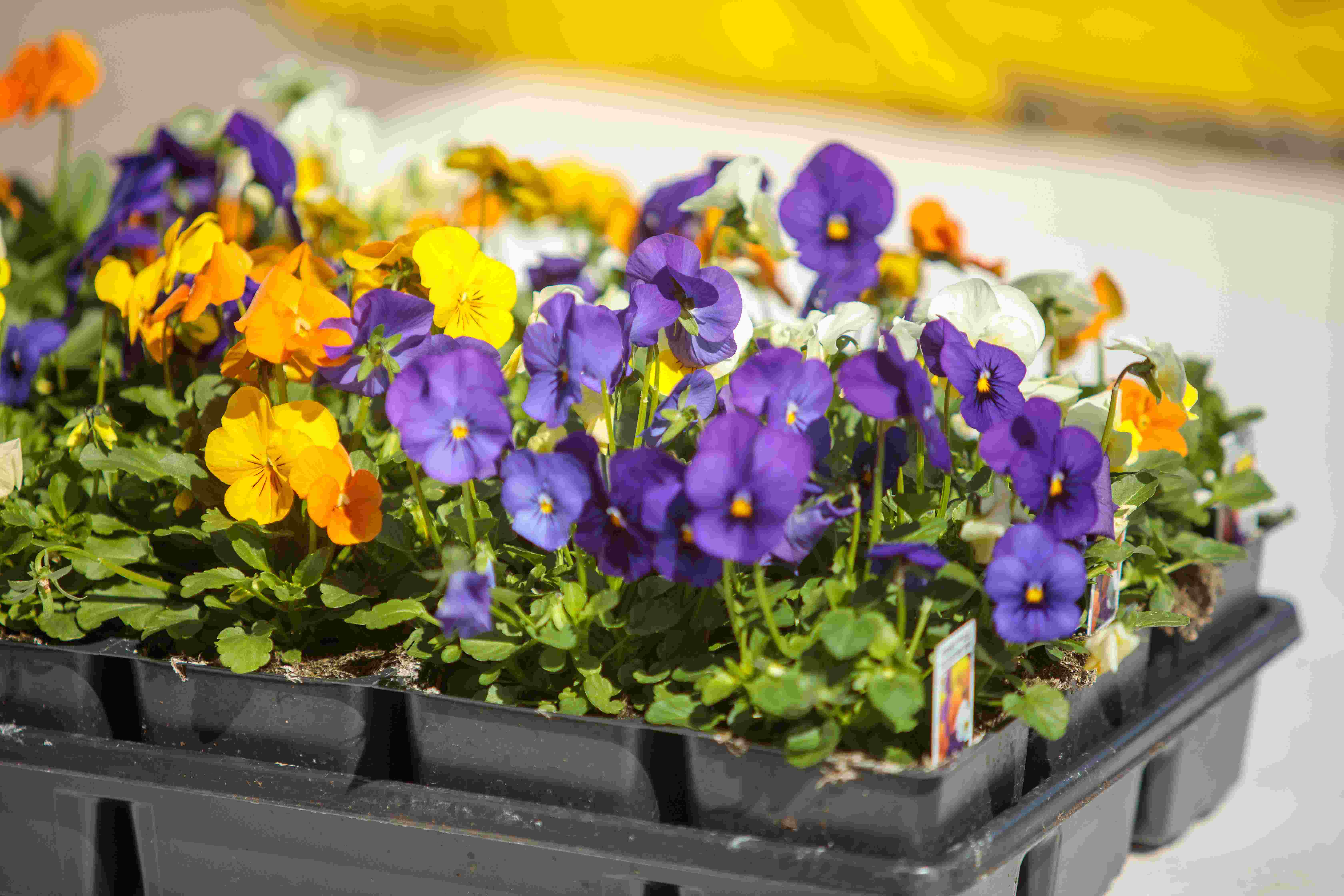 Group of flowers ready to be planted in soil