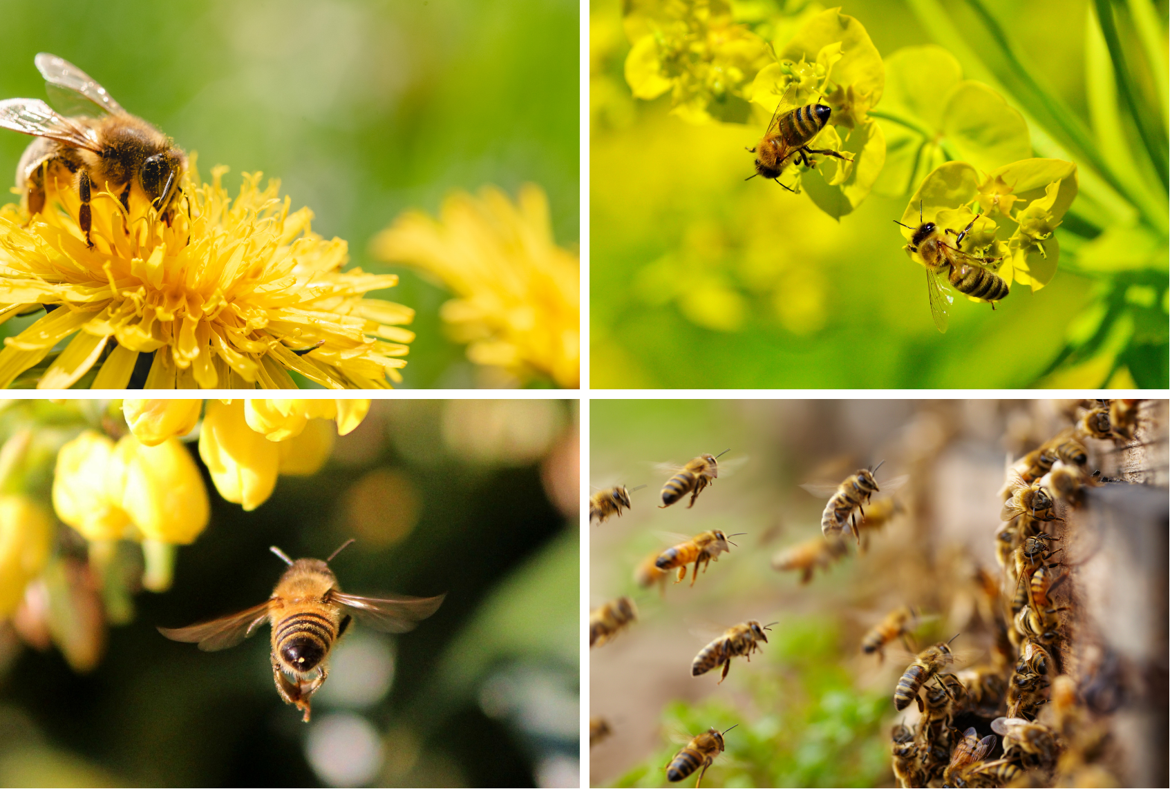 photo grid of honey bees