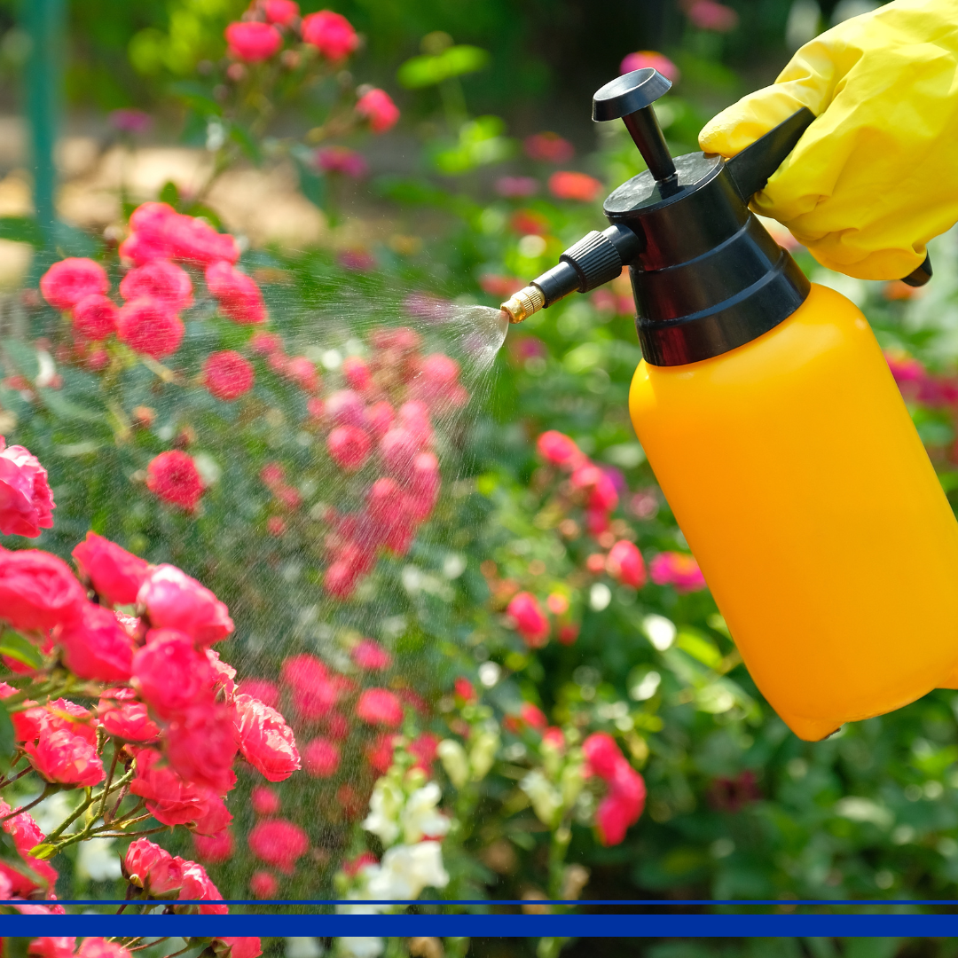 spraying chemicals on roses