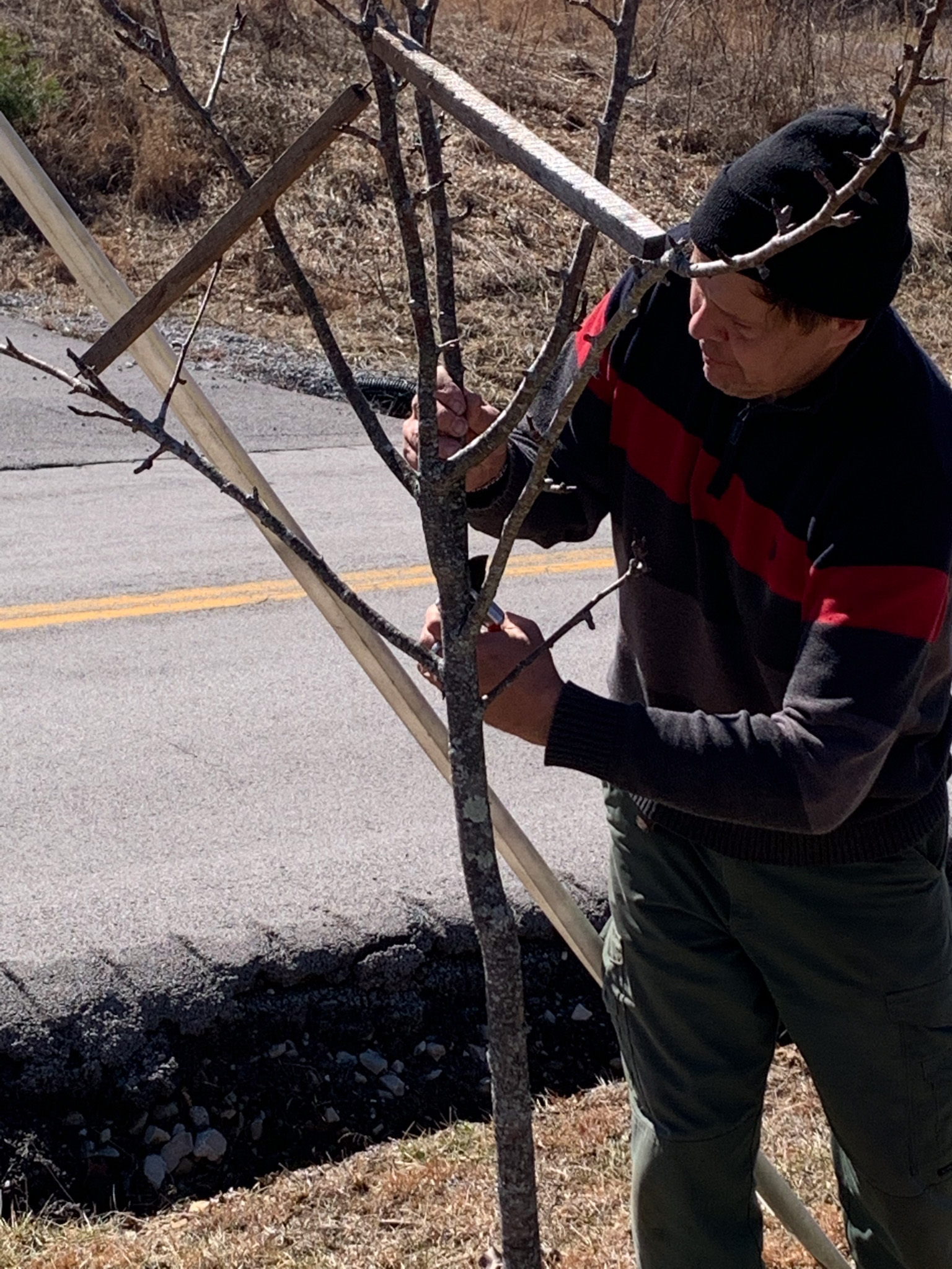 Man pruning tree