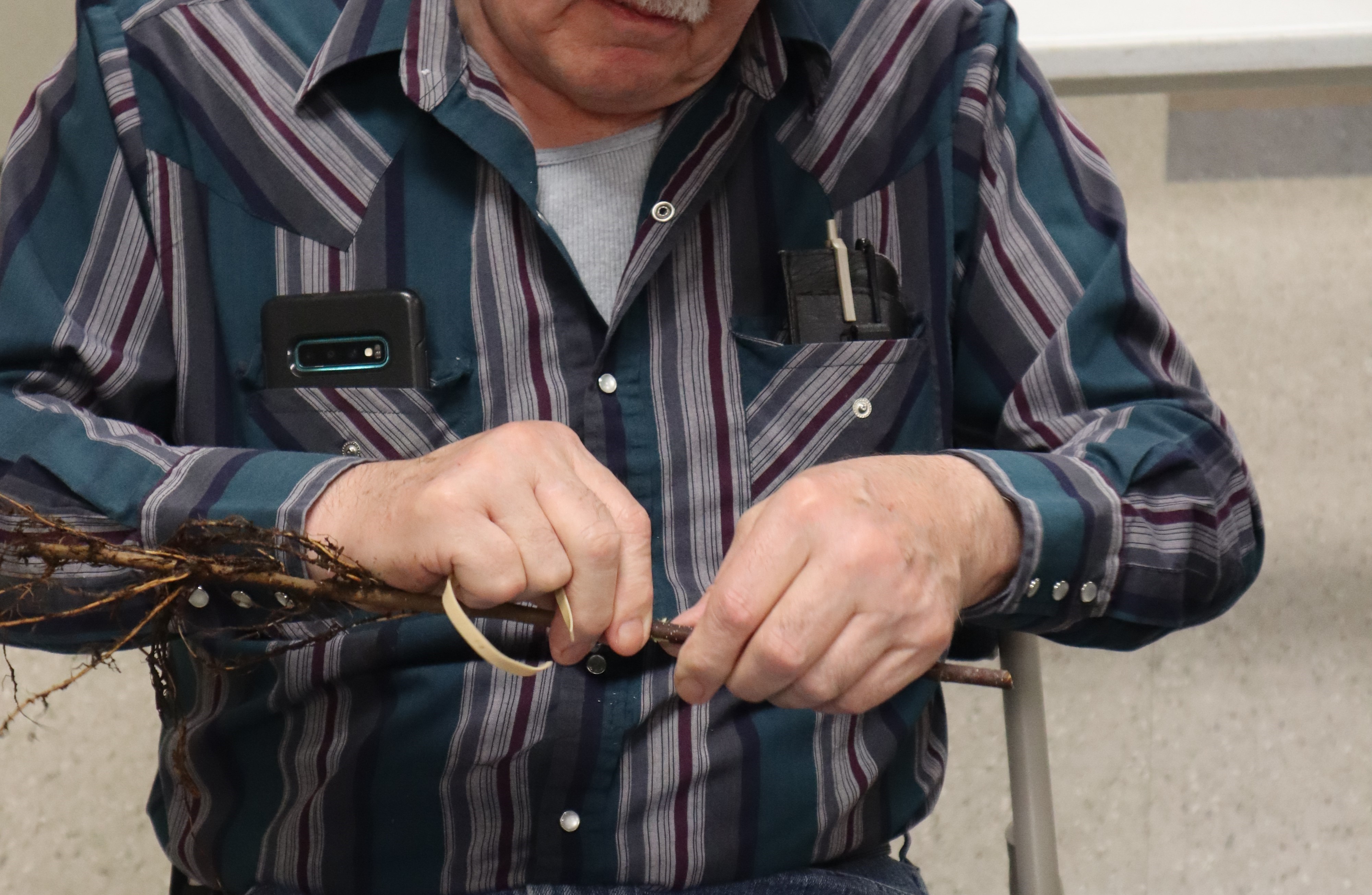 Participant grafting rootstock