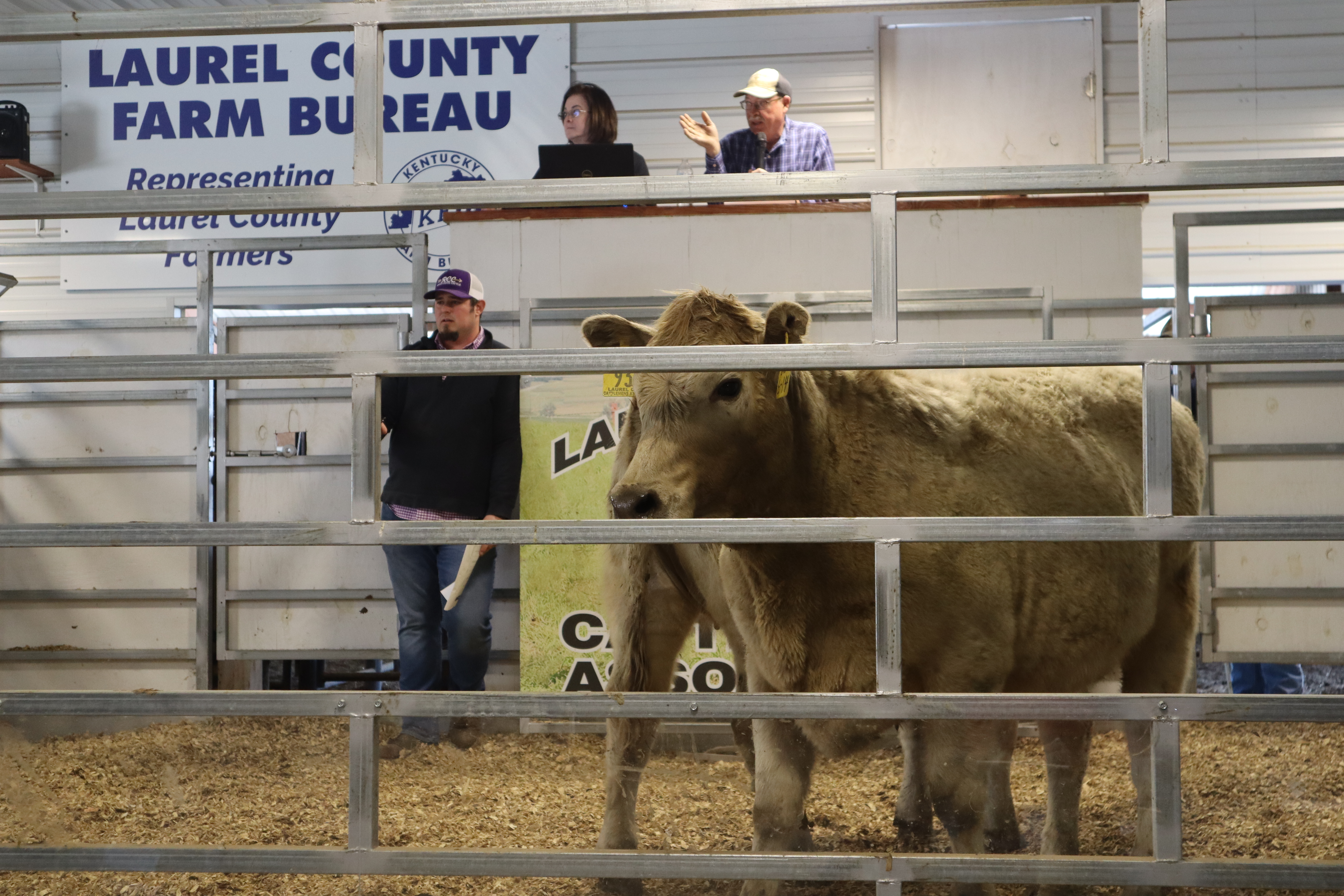 heifer in sale ring