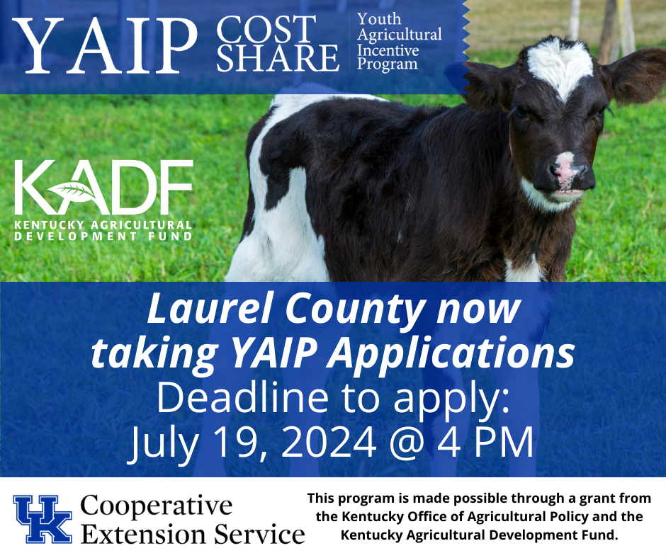 Laurel County now accepting YAIP Applications. Deadline to apply is Friday, July 19 @ 4 PM